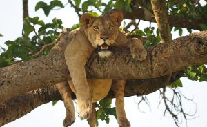 3-Day Queen Elizabeth National Park - Queen Elizabeth National Park