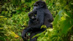 4-Day Gorilla trekking Uganda