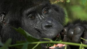 3-day gorilla trekking safari Uganda