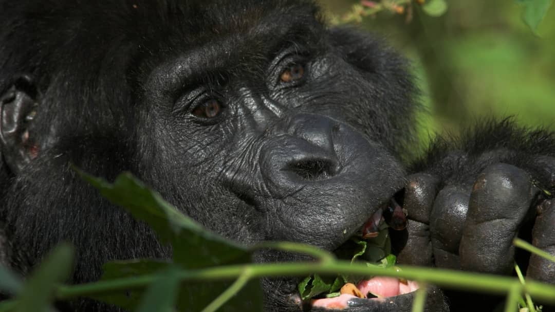 3-day gorilla trekking safari Uganda
