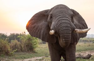 Wildlife-Viewing in East Africa