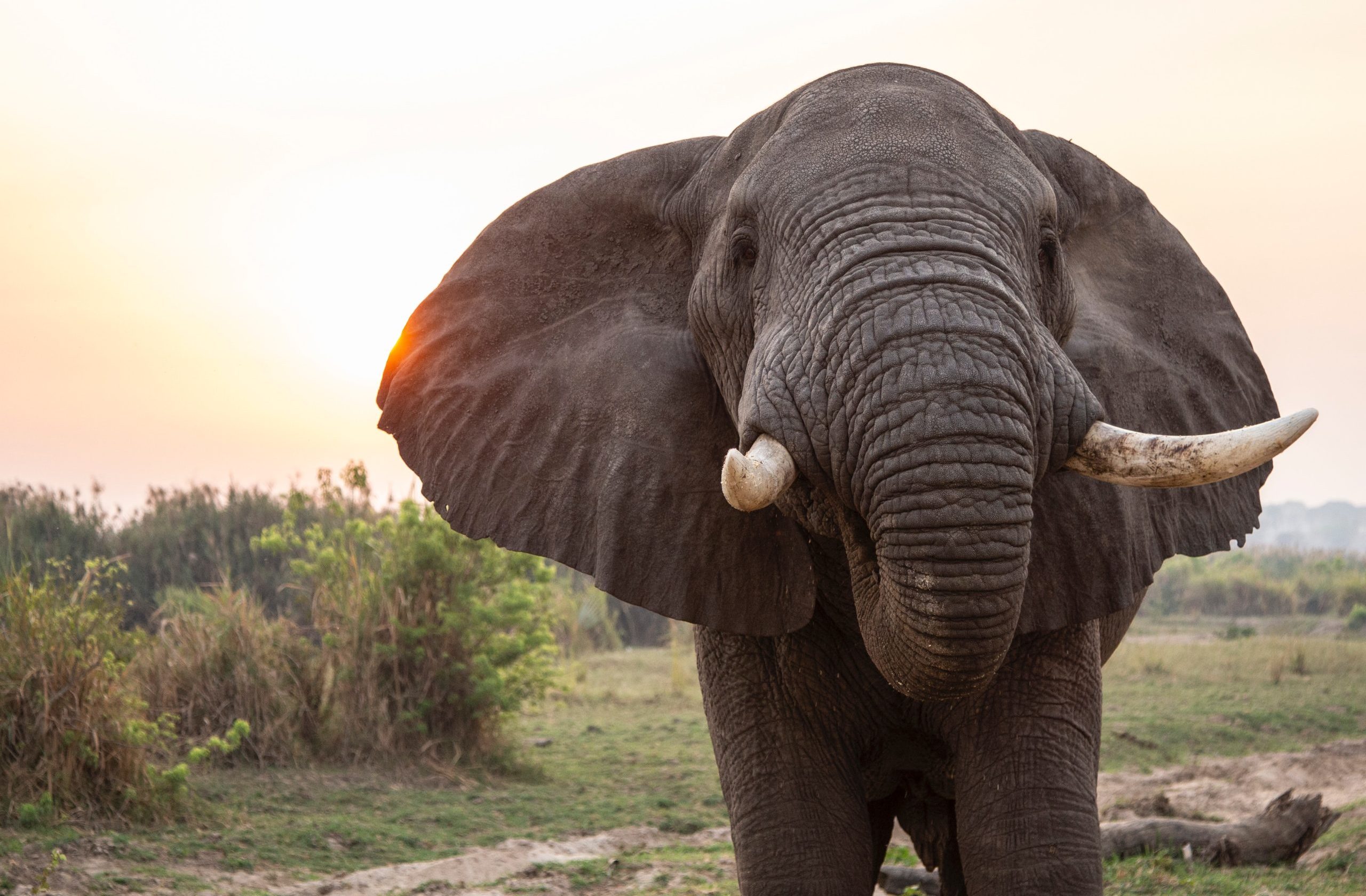 Wildlife-Viewing in East Africa