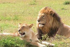 3-Day Murchison Falls Safari